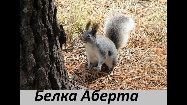 Белка - пушистый и красивый зверёк, обитатель леса и городских скверов. Виды белок. смотреть онлайн
