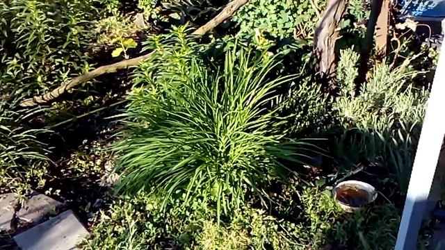 Про табак. Часть 8. Обзор вчерашней посадки и об инсектицидах. Керчь 2017 смотреть онлайн