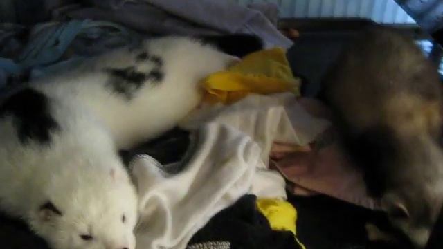 Пробуждение норки и хорька смотреть онлайн