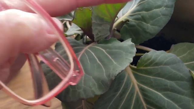 January Full Garden Tour | Central VA, Zone 7-8 | What's Growing смотреть онлайн