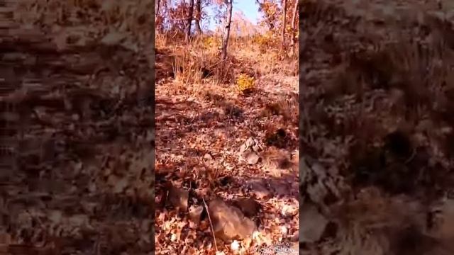 Алушта. #Профессорский уголок # Восхождение к ротонде- беседке 29 ноябрь 2018 смотреть онлайн