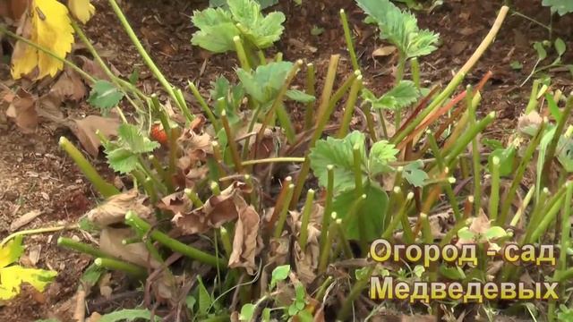 Обязательный уход за садовой земляникой после сбора урожая смотреть онлайн