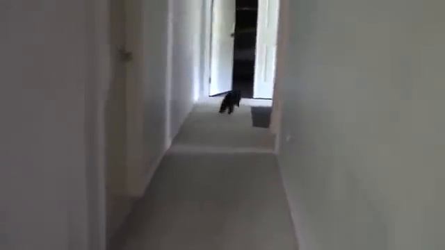 Чел в маске кошки пугает кошек смотреть онлайн