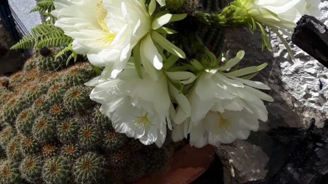 Miss MacDermott/ The Princess Royal - Irish traditional march on button accordion смотреть онлайн