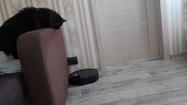 Робот-пылесос Polaris PVCR 1226 WI-FI IQ Home GYRO, кот-куратор полностью автоматической уборки смотреть онлайн