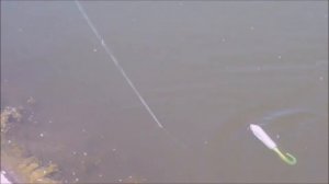 Поверхностные Джеркбейты с хвостом