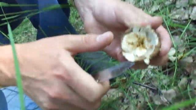 БЕЛЫЕ ГРИБЫ!!WHITE MUSHROOMS смотреть онлайн