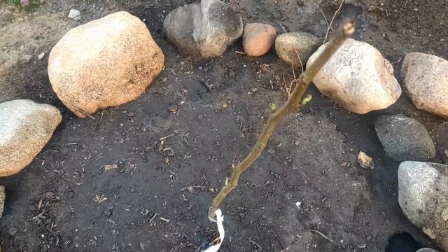 Обзор приживаемости растений от Беккер. Замена от Беккер.