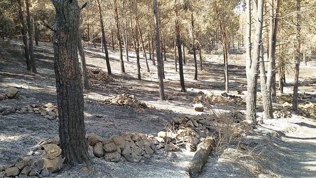 3. ИЗРАИЛЬ. ISRAEL. Наш лес после страшного пожара. Our Forest After A Terrible Fire