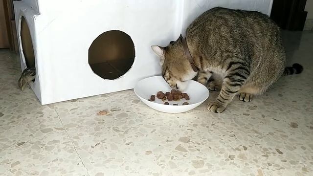 Кот дает интервью на тему: Каким кормом лучше кормить котов смотреть онлайн