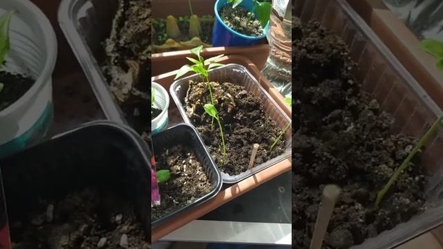 Душистый горошек подрос. Пришло время высадки в грунт. смотреть онлайн