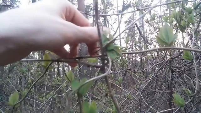Nature Walk Special: Honeysuckle in spring (Lonicera periclymenum) смотреть онлайн