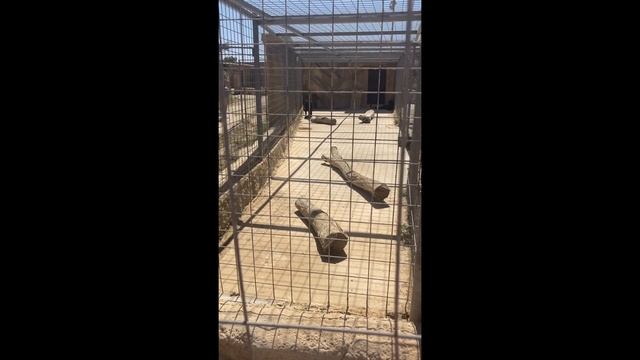 A Day At The Malta Zoo Park смотреть онлайн