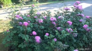 Видео обзор розы Айсфогель (Чайно гибридная) - Eisvogel (Тантау Германия, 2016)