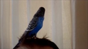 Попугай Ричи. Говорит и поет: "Тра та та мы везем с собой кота" и "Антошка"