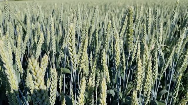 Благодарность Богу и Литургия смотреть онлайн