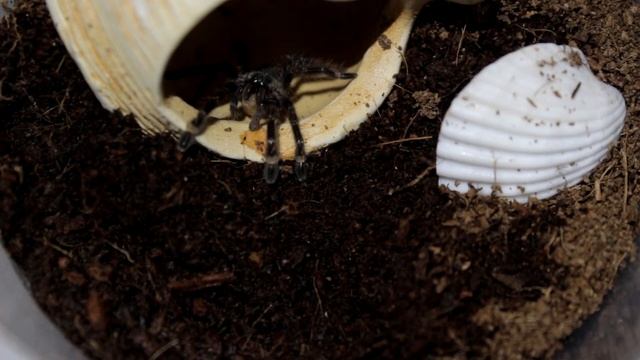 Кормление паука-птицееда Poecilotheria Ornata.