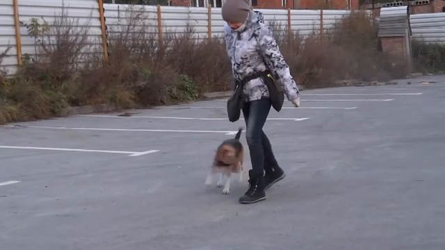 Школа "Best Friend". Лариса и бигль, по кличке Бель. смотреть онлайн