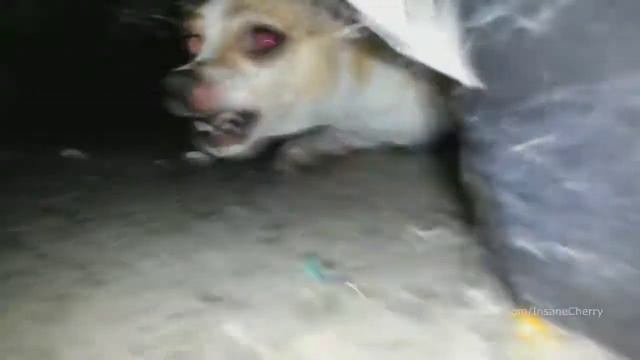 Петух поет Рамштайна 10 минут.