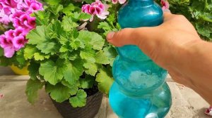 УХОД ЗА КОРОЛЕВСКОЙ  ? ПЕЛАРГОНИЕЙ ПОСЛЕ ЦВЕТЕНИЯ.