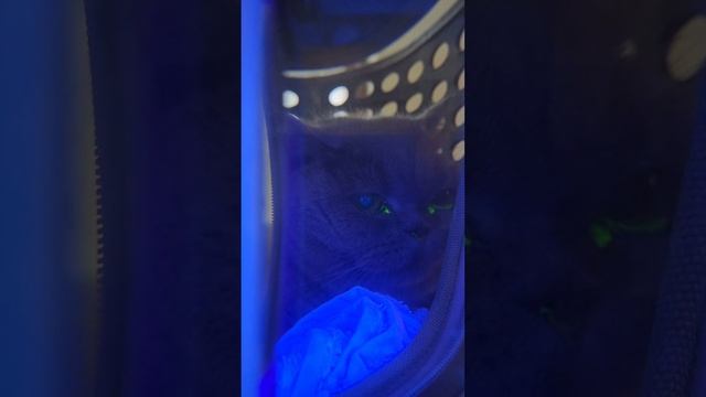 Закупорка носослезного канала, одна из основных причин слезотечения #ушаковдмитрий @Zoovetdoctor смотреть онлайн