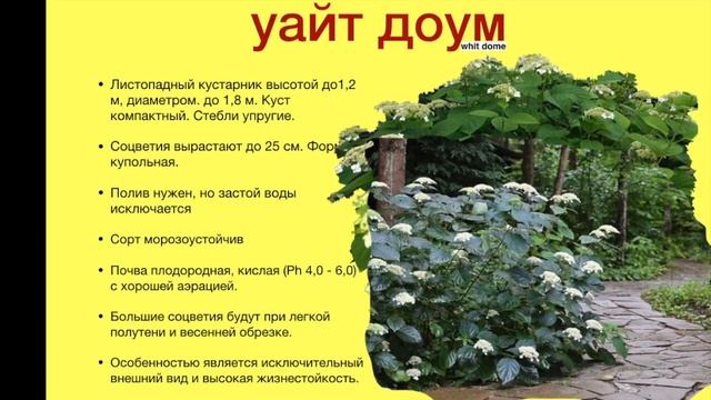 Сорта гортензии древовидной. Ландшафтный дизайн. смотреть онлайн
