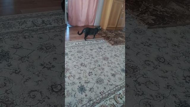 кошка вылезла из кровати потому потому что съела курицу и облизывалась смотреть онлайн