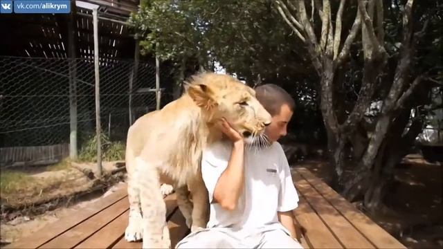 Котята любят своего хозяина смотреть онлайн