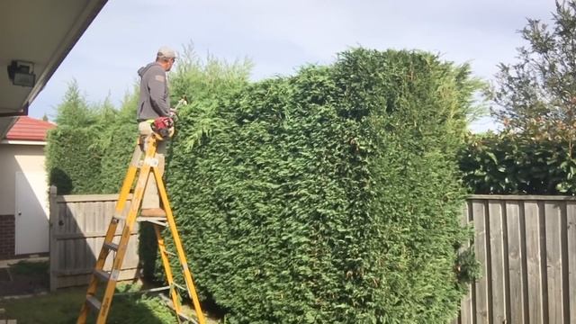 Hedge trimming how to get that straight edge.(How to trim a hedge) смотреть онлайн