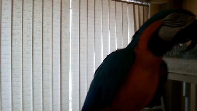 Попугаи какаду и ара домашние,переезжают.Откуда у нас попугаи./Cockatoo and macaw parrots. смотреть онлайн