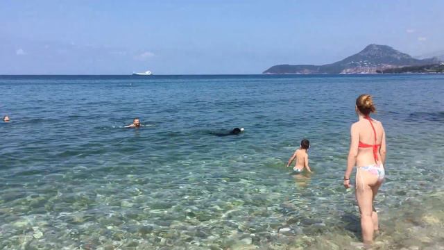 Собака играет с мячом в море. смотреть онлайн