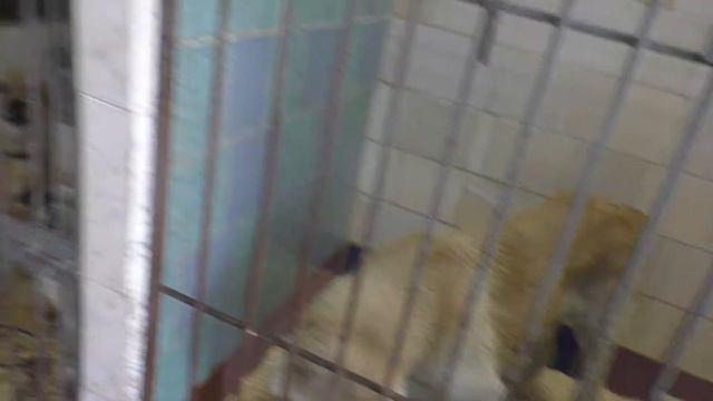 Отловленного на Силикатном Азиата отвёз в приют "Ласка" смотреть онлайн