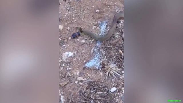 Муравей против ядовитой змеи! смотреть онлайн