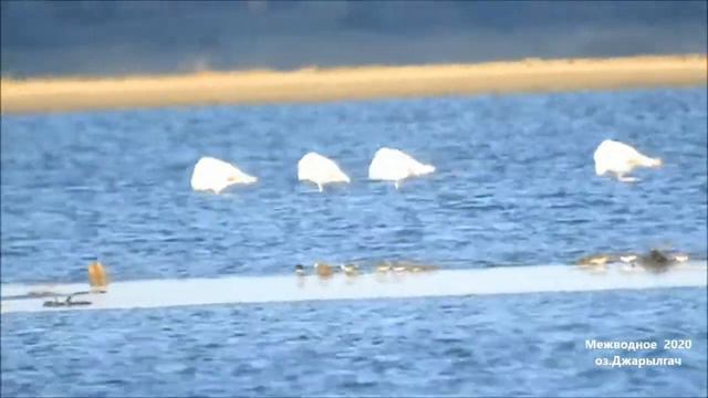 Фламинго на оз Джарылгач. - Межводное, Октябрь 2020. смотреть онлайн