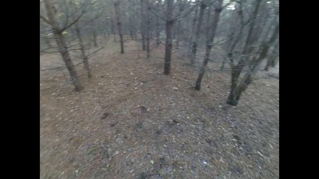 Сбор грибов. Осенний сбор рыжиков. Их просто полно. смотреть онлайн