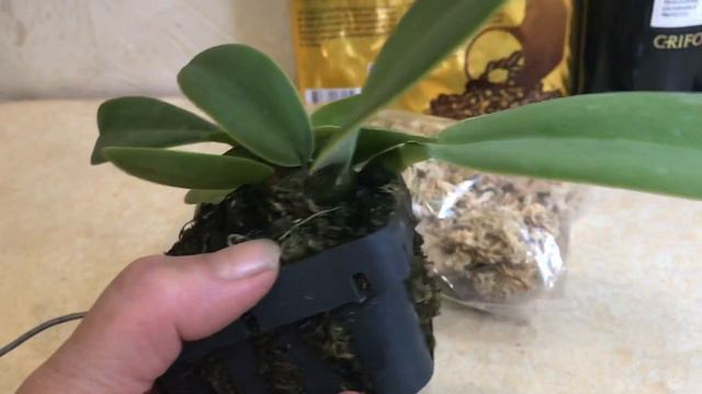 REGINA Orchids shop. Съездила за грунтами, купила... смотреть онлайн