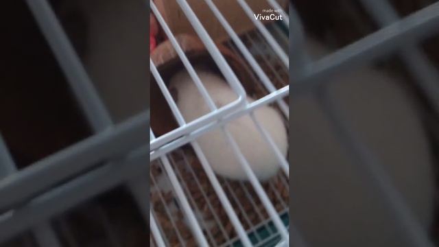 Хомяк и кокос смотреть онлайн