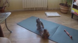 Хочешь завести йорка? Наши эксклюзивные 6 советов перед заведением.