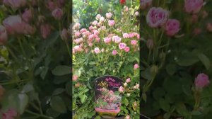 Mини роза  Lilly Rose.