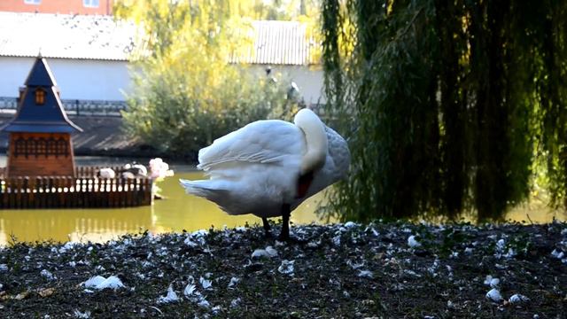 Степан Гіга-Ти не моя смотреть онлайн
