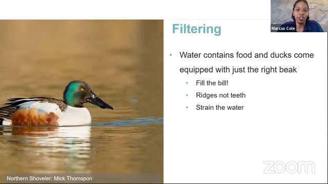Bird Beaks with Marcus and Jake from the Trinity River Audubon Center смотреть онлайн