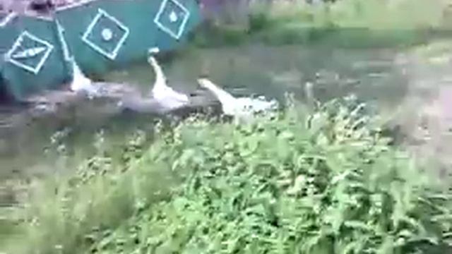 Гуси атакуют смотреть онлайн