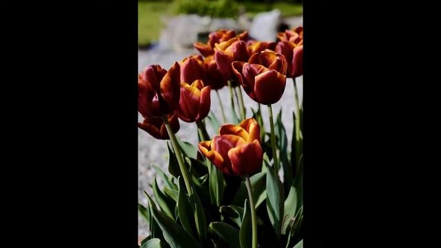 Yellow Tulips тюльпаны часть2 смотреть онлайн