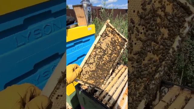 Засев матки карпатки 54 линии (тип Московский) смотреть онлайн