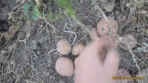 Картошка. Сорт "Ред Леди"