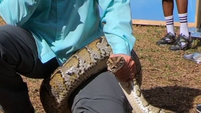 How to Capture a Burmese Python snake Florida Everglades смотреть онлайн