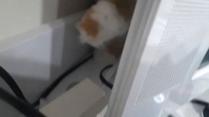 обзор на мой прайд львов , у меня день рождения ?