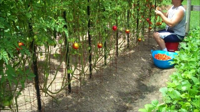 2014 Roma Tomato Harvest смотреть онлайн