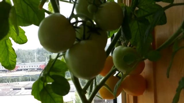 Помидоры "Черри" на балконе смотреть онлайн