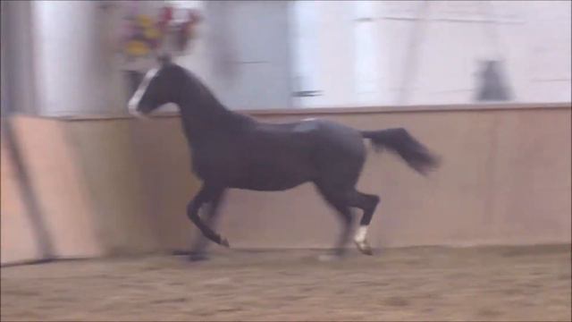 Akhal teke stallion TSAKHUR SHAEL` 2017 смотреть онлайн